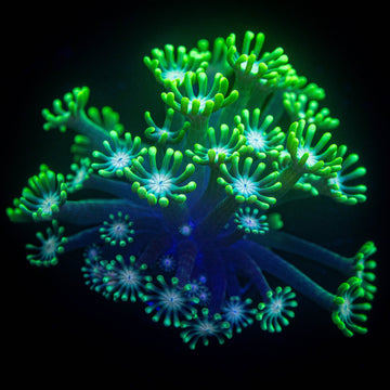 LRO Gumdrop Alveopora HOT